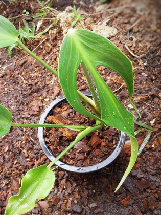 monstera burle marx flame