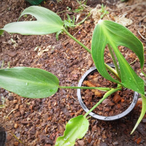 monstera burle marx flame