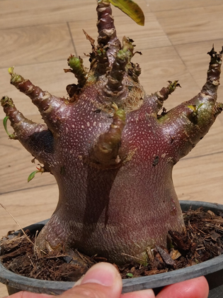 adenium arabicum black skin