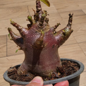 adenium arabicum black skin