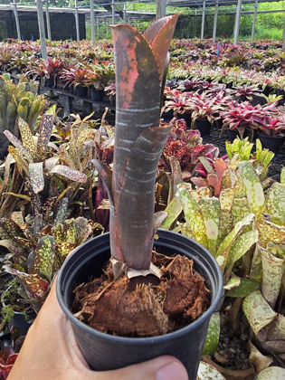 billbergia incendiary delight