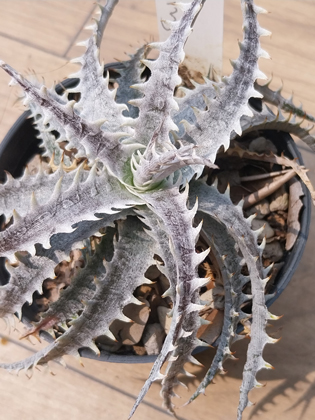 dyckia little wing hybrid