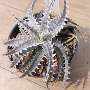 dyckia little wing hybrid