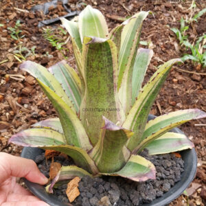 hohenbergia black snow