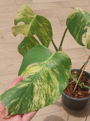 monstera aurea