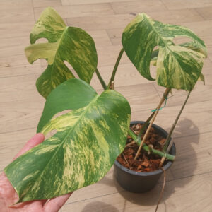 monstera aurea