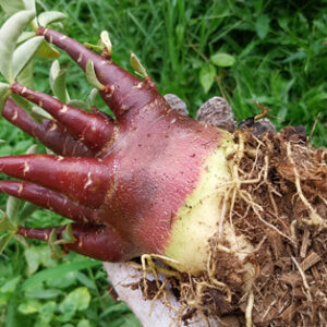 adenium arabicum red