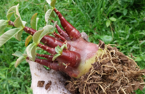 adenium arabicum red adenium arabicum red