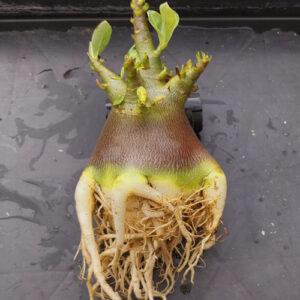 adenium arabicum black